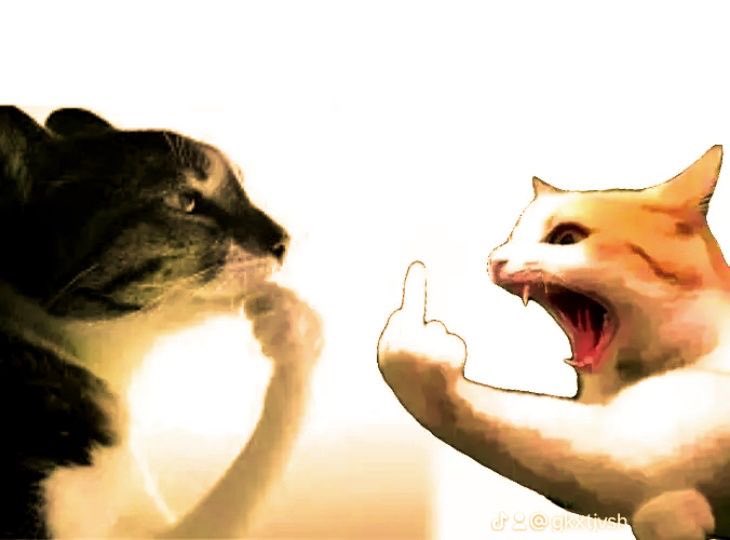 Areen🐈 tweet media