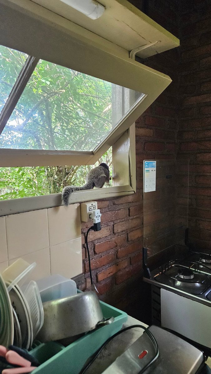carolisrr's tweet photo. Pov vc mora na lagoa e suas bananas quase foram roubadas por um macaquinho, segue foto do meliante na fuga https://t.co/gdG5SnYVr5