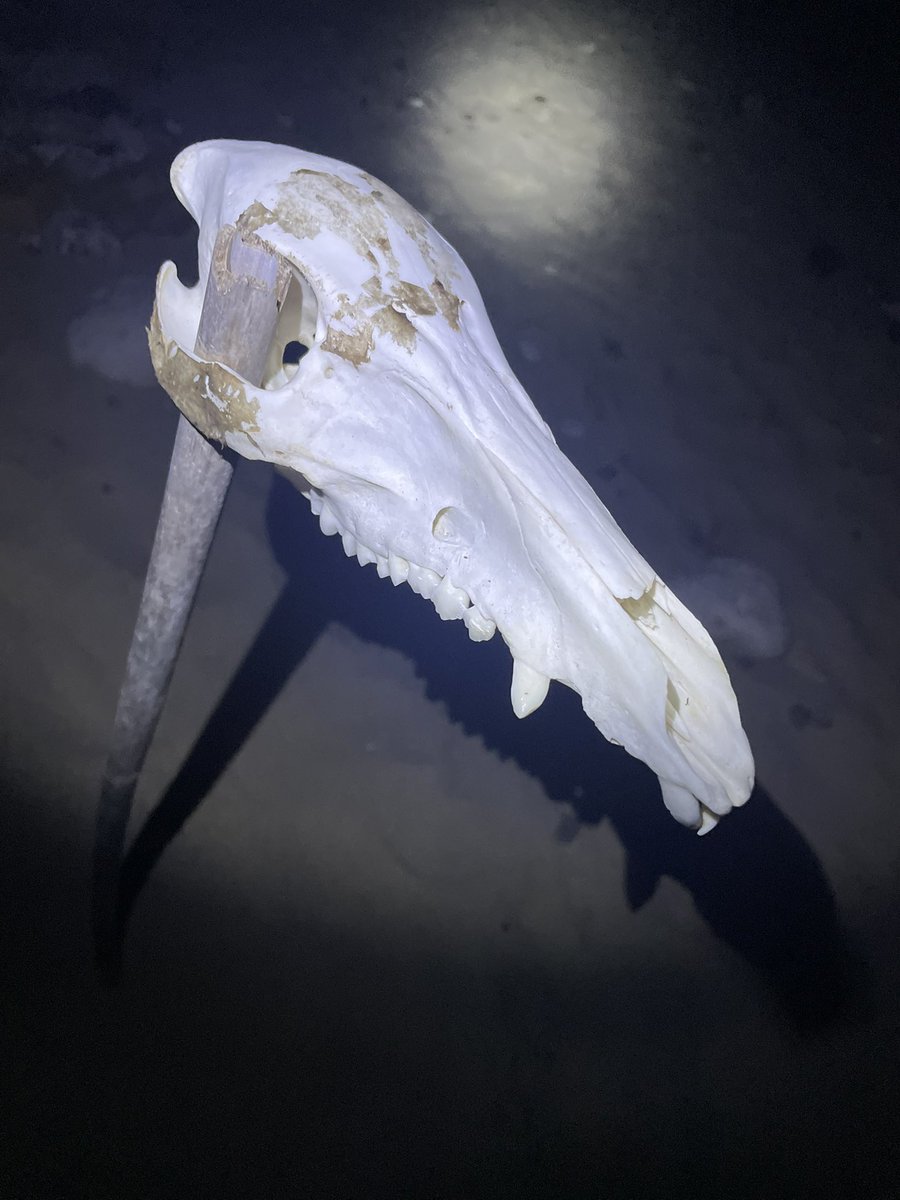 tumec1969's tweet photo. 合宿紹介第4弾、無人島サバイバル！

無人島サバイバル企画では、有志の参加者が普段の活動で習得したダイビングスキルや、キャンプ生活の知識を活かして、本格的なサバイバル生活を行っています🔥　

去年は奄美大島の近くにある、江仁屋離島という島に行ってきました🏝️ 
興味が湧いたら新歓LINEへ☝️ https://t.co/SEKOhNWrzk