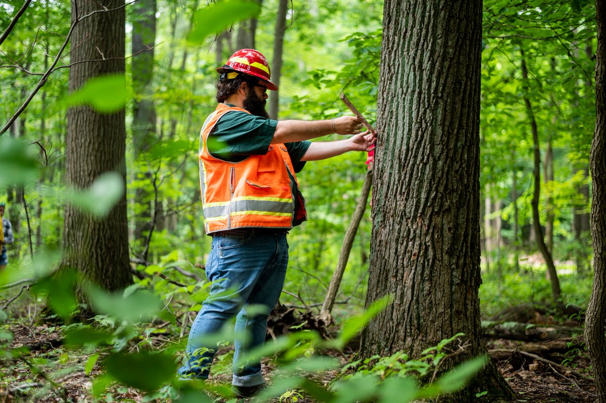 WV Forestry tweet media