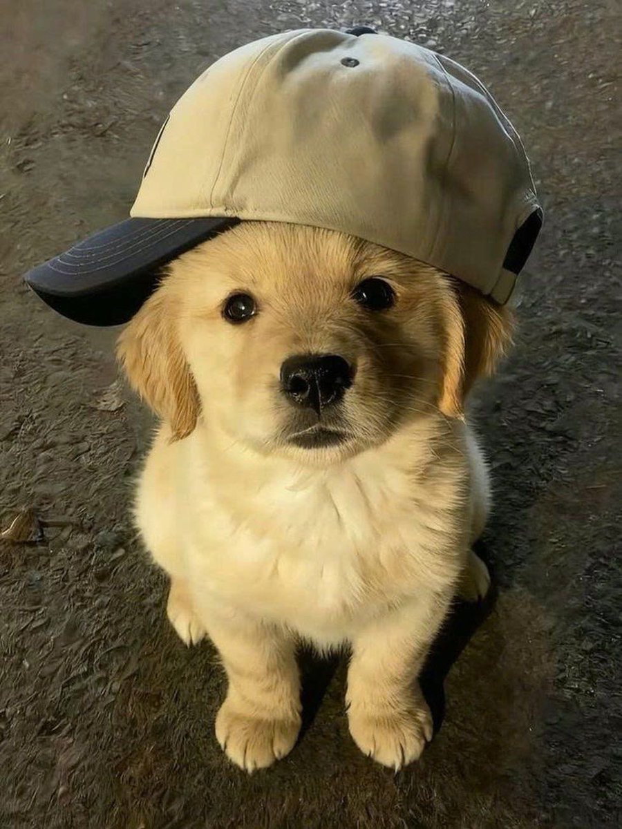 Shravani tweet media