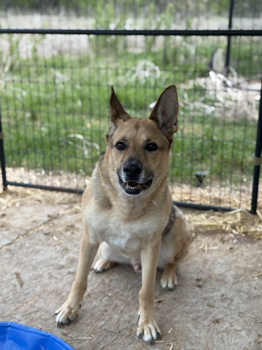 LaylasheartOR's tweet photo. Wishlist Wednesday 

This week, we’re holding onto a big goal…
100 people giving $100.

Right now, we have 2 incredible people have donated $100. That means we need 98 more to stand with us.

I know $100 is not doable for everyone — and that’s okay. Truly. Every single dollar matters here. $5, $10, $20… it all adds up to keep this rescue going.

Because the truth is…rescues like ours don’t exist without you.

Every meal, every vet visit, every safe place to rest…it all comes from the kindness and generosity of people who care.

If you can be one of the 100 this week — we need you.
If you can’t give $100, please give what you can.
And if giving isn’t possible right now…

please share, share, share.

Sharing reaches someone who can help.
And that ripple effect means more than you will ever know.

We’re still fighting.
We’re still here.
And we’re not giving up on them.

98 more people. Let’s do this together. 

Donate: https://t.co/UahIUXeu6H

#laylasheartranchandrescue #dogrescue #animalsanctuary #beingkindiscool #charity