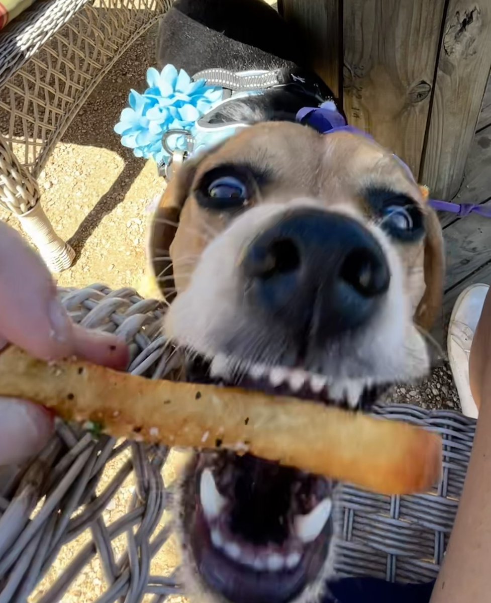 Bella, Mags , Brie and 🌈Bentley 🐞🐞 tweet media