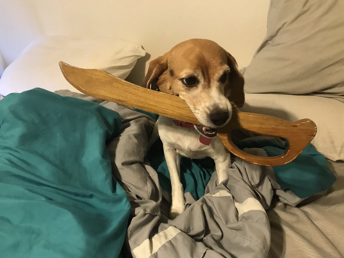 Bella, Mags , Brie and 🌈Bentley 🐞🐞 tweet media