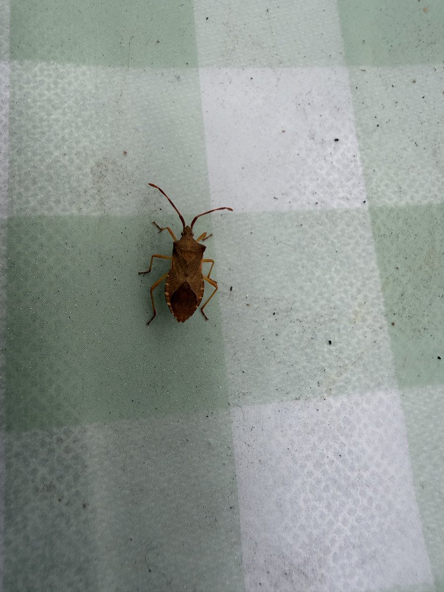 ТОЗИ ОТ ОРДЕНА НА КАПУЦИНИТЕ🐒 tweet media