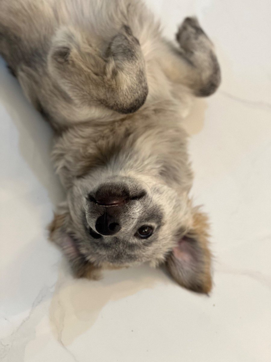 Saeid Ebrahimi | سعید ابراهیمی tweet media