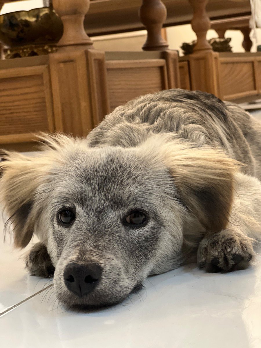 Saeid Ebrahimi | سعید ابراهیمی tweet media