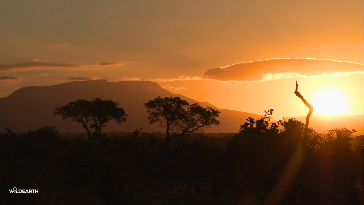 WildEarth tweet media