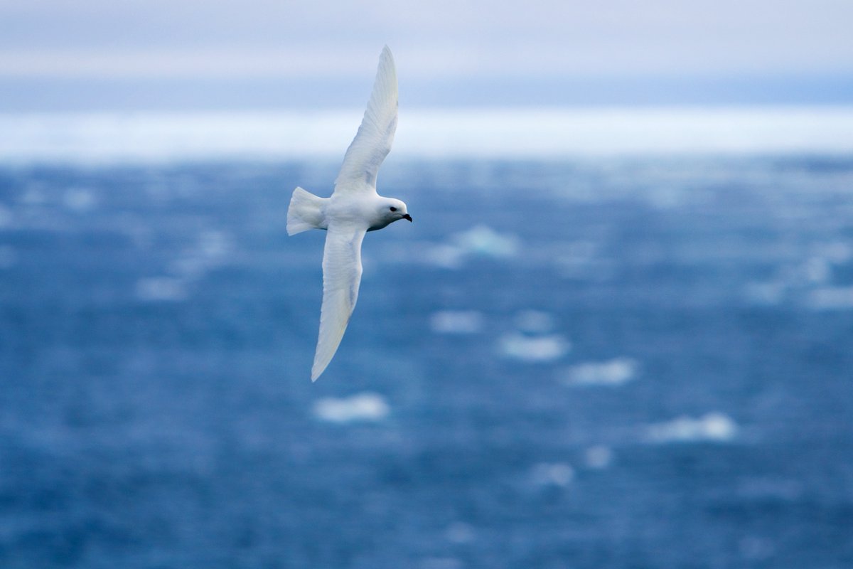 AntarcticaSouth's tweet image. ❄️🐦 #WildWednesday: Snow Petrels 🐦❄️
With their pure white feathers and inky black eyes, snow petrel drift across the Southern Ocean like fragments of living ice. They are one of the very few birds that breed exclusively in Antarctica!  
📷 © Dave Walsh, davewalshphoto.com
