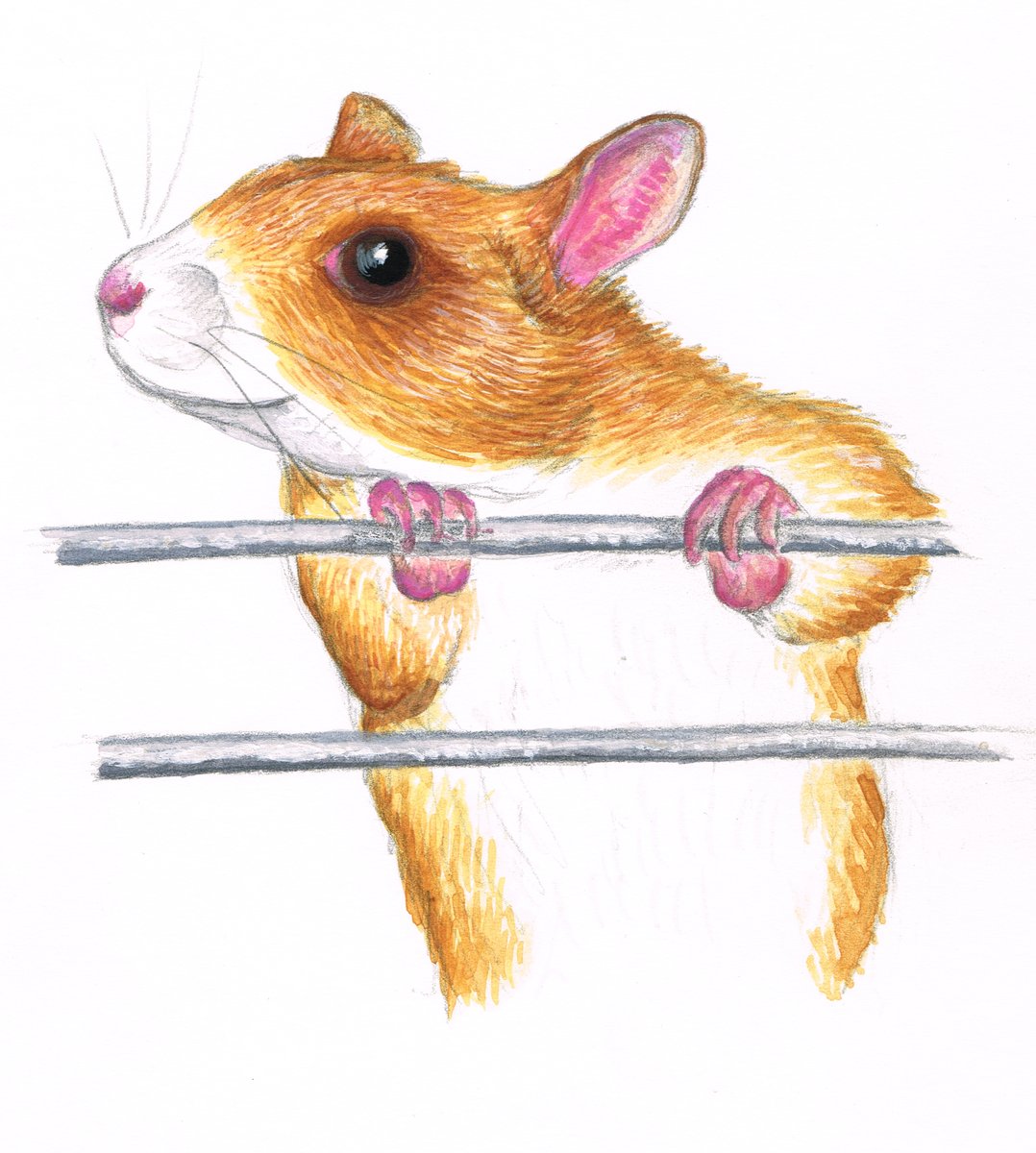 🐀 Enki tweet media