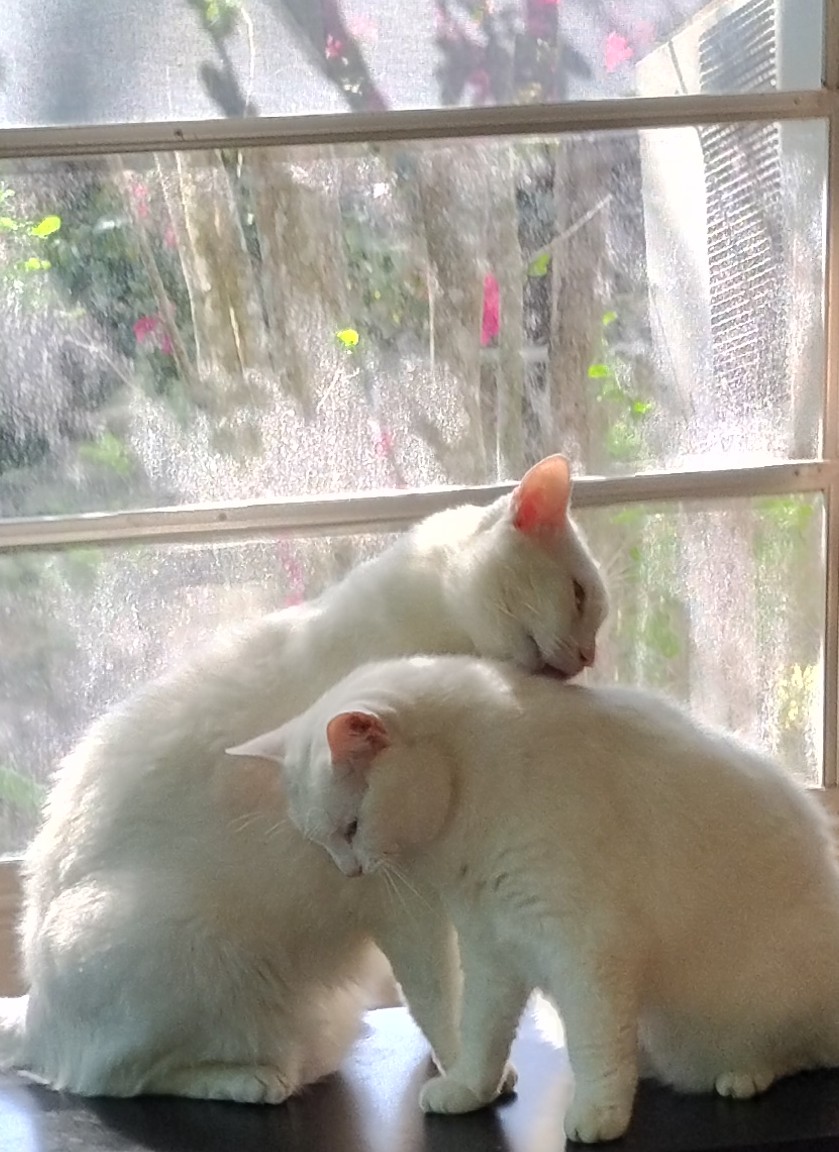 Snow and Flower tweet media