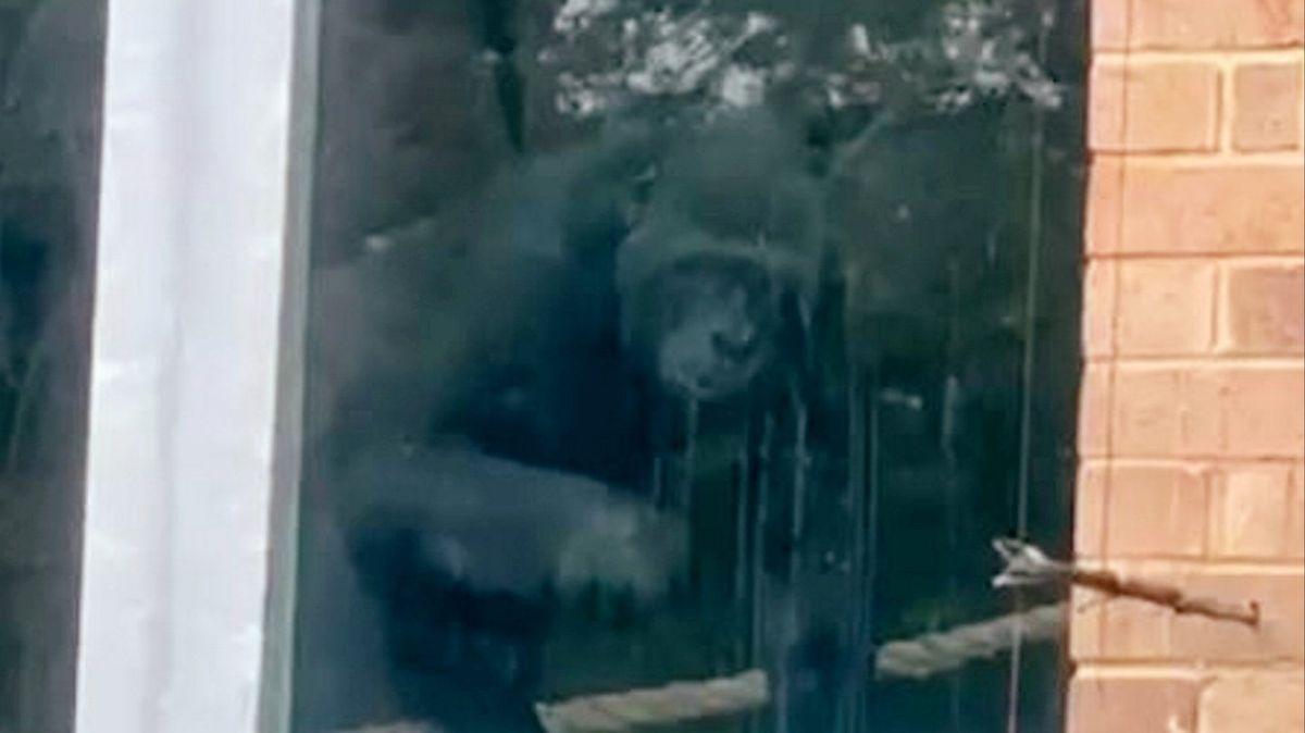 LADbible tweet media