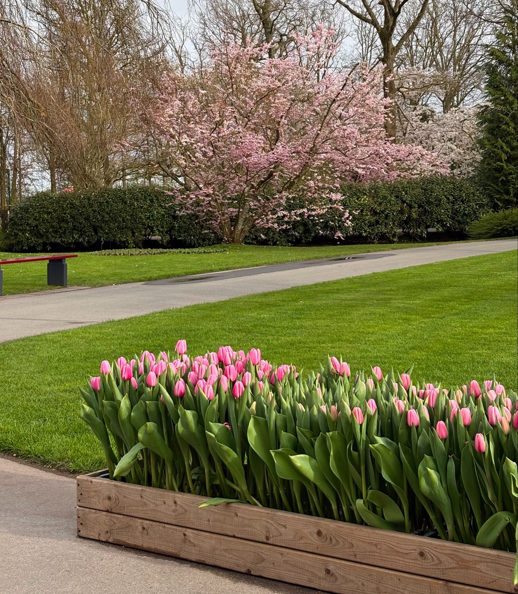 MY DAY 🌷🌷🌷🌷 tweet media