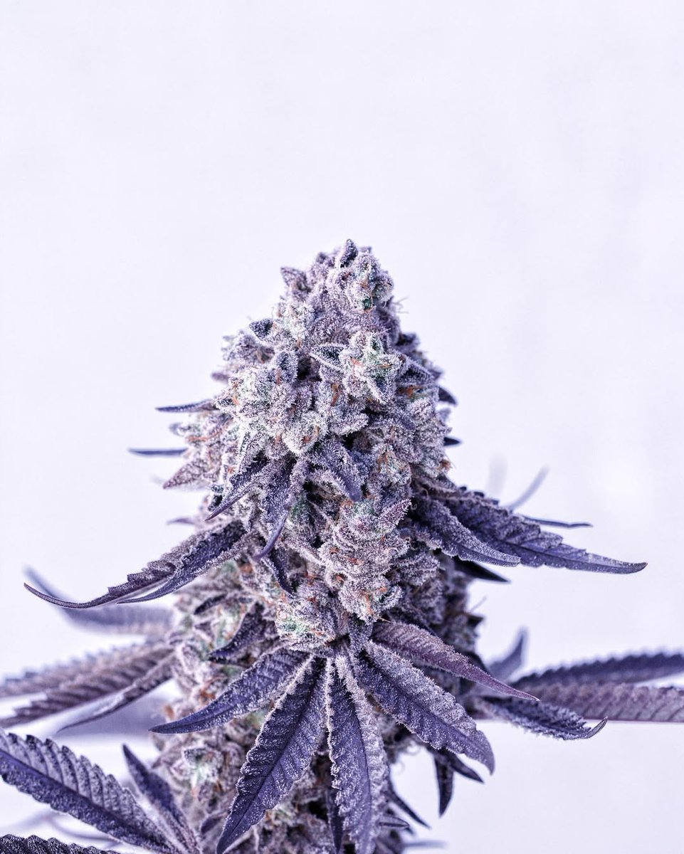 GrowLoKey tweet media