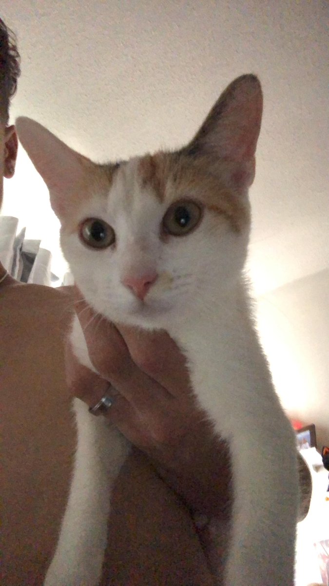 escrotinha tweet media