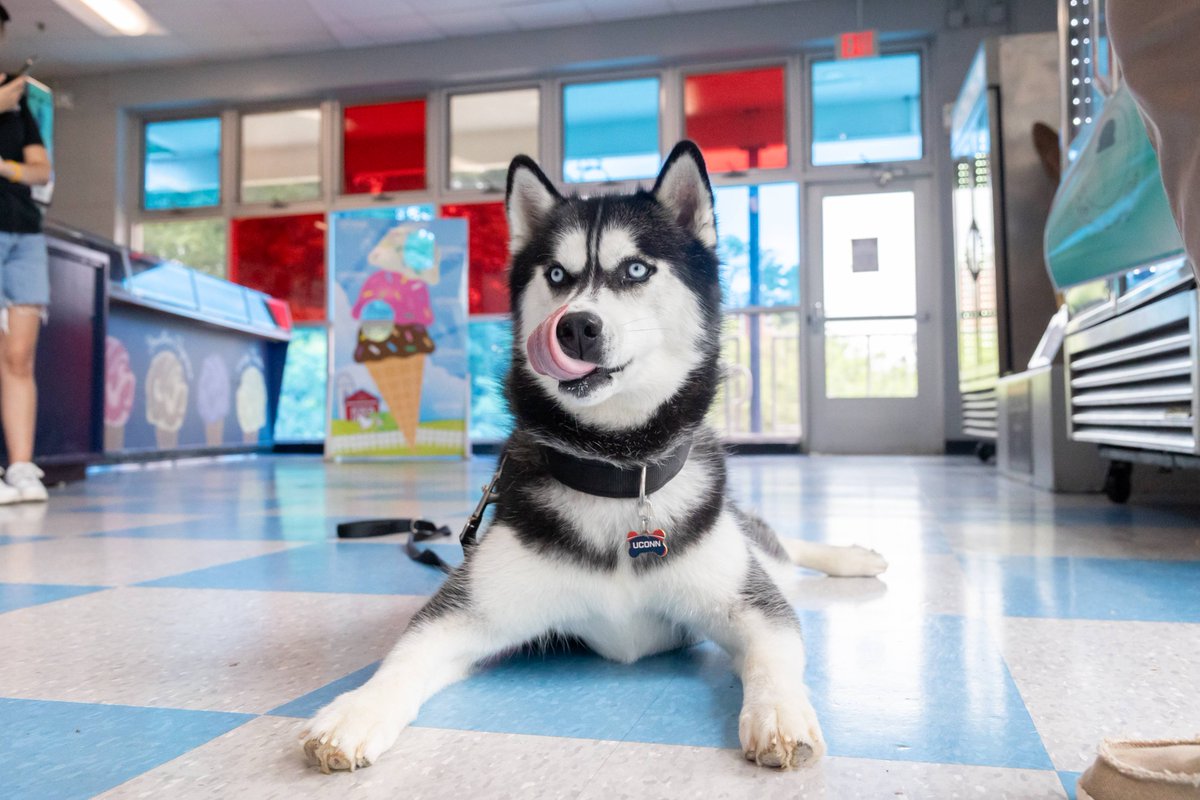 Jonathan the Husky tweet media