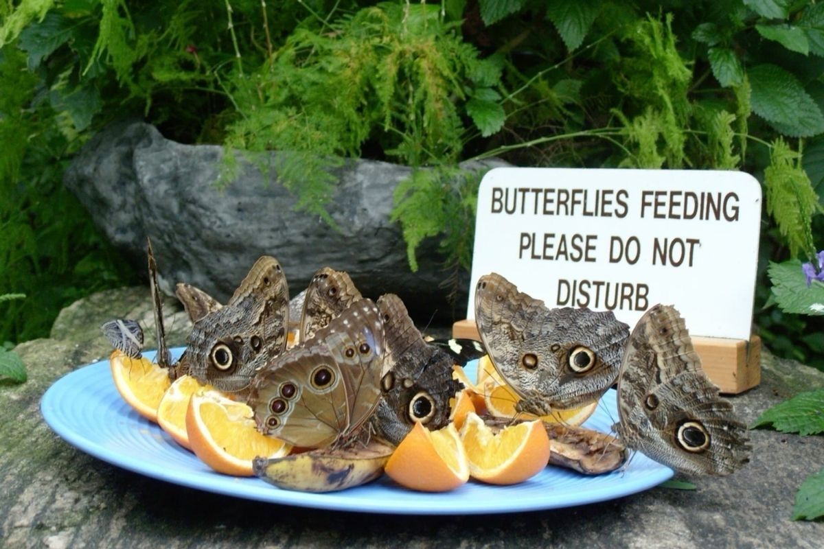 horse dentist tweet media