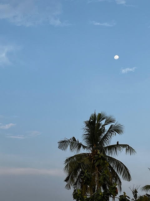 NewNonentities's tweet image. Am I the lone bird?
That one's guarding a nest.

How about the tree barely bent?
That's still giving taking little.

Can't be the moon and its phases,
Regular moods ain't my style.

Not the blue sky nor the fresh air, then
How is this a self-portrait of a fallen #man?

#vss365