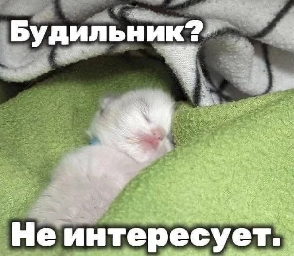 cats, i love cats (@catsilcats) on Twitter photo 