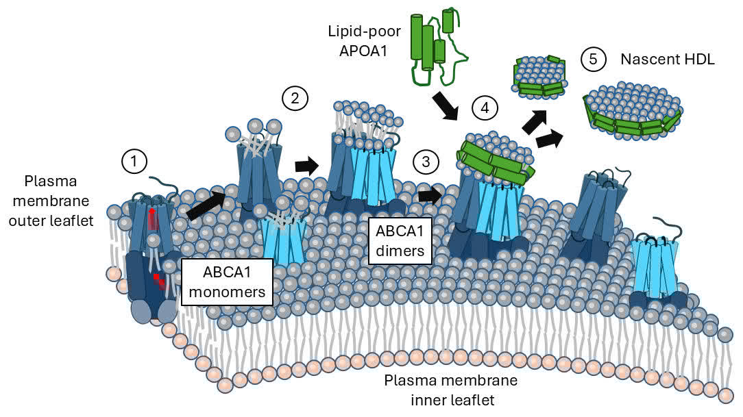ATVB: An AHA Journal tweet media