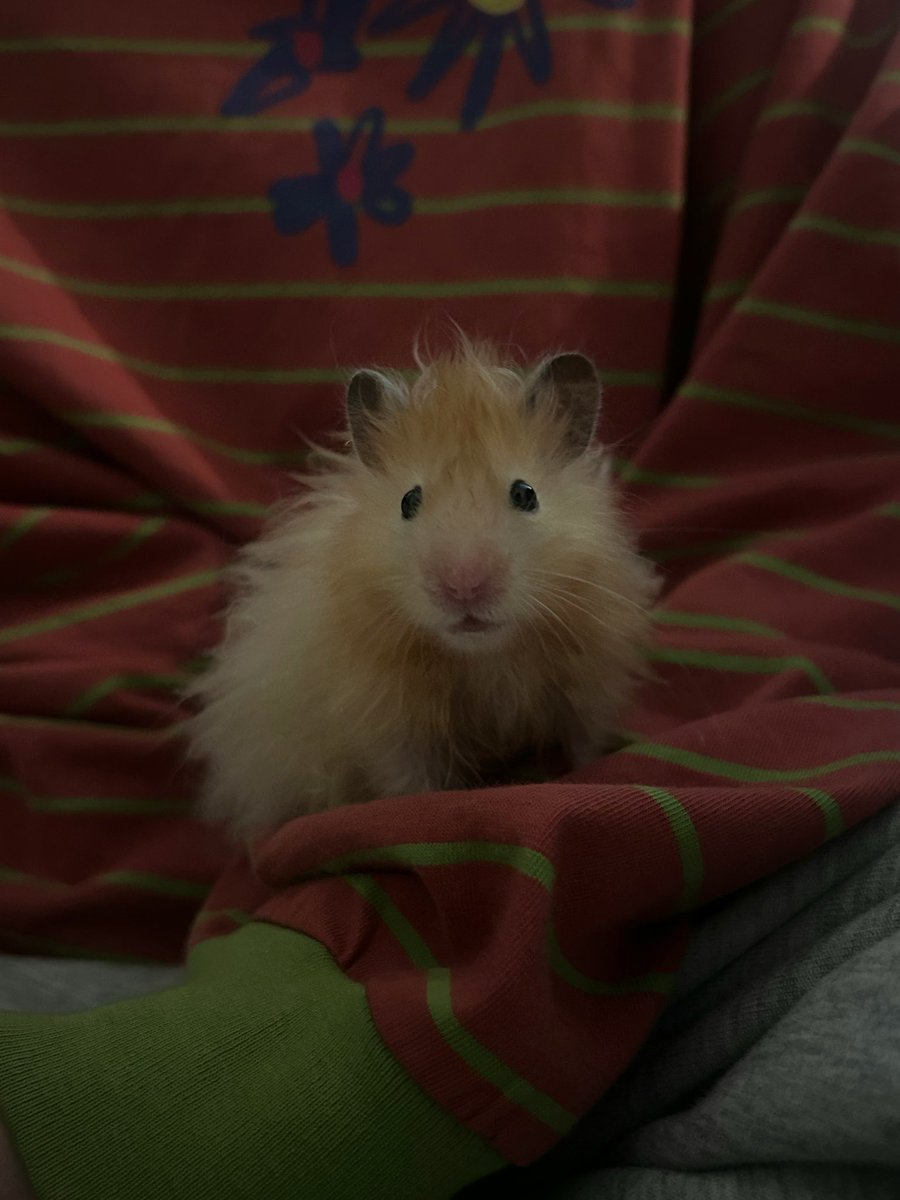 マザラバ tweet media