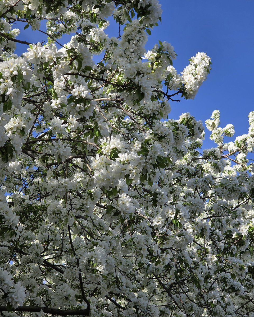 EmEmilySK's tweet photo. Flowers Blooming 🌸💜

#Spring #SpringTime #WhiteFlowers #Flowers #EmEmilySK https://t.co/t9SJ9rOXdp