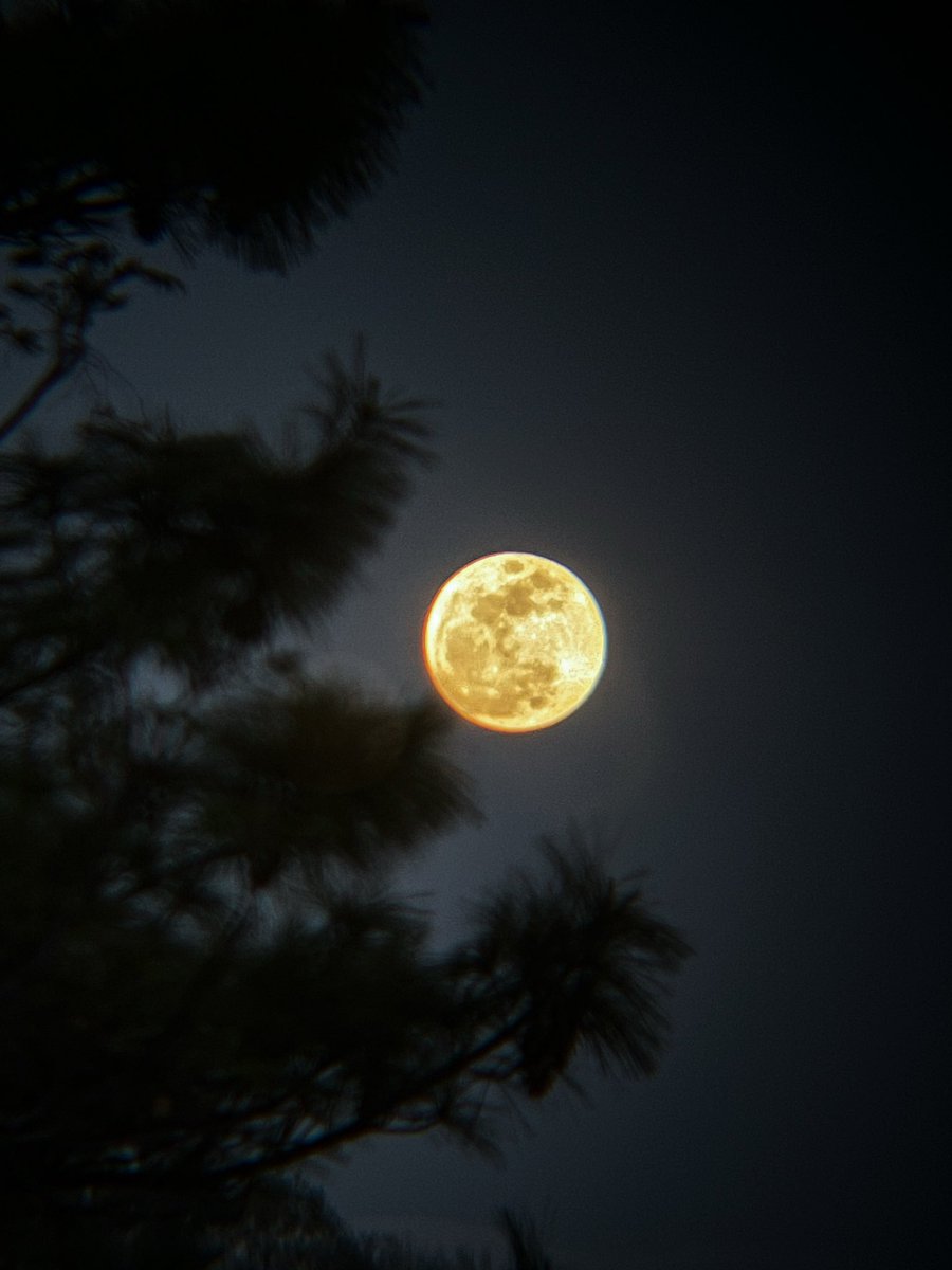 Ibtisaam Khan 🇵🇸 tweet media