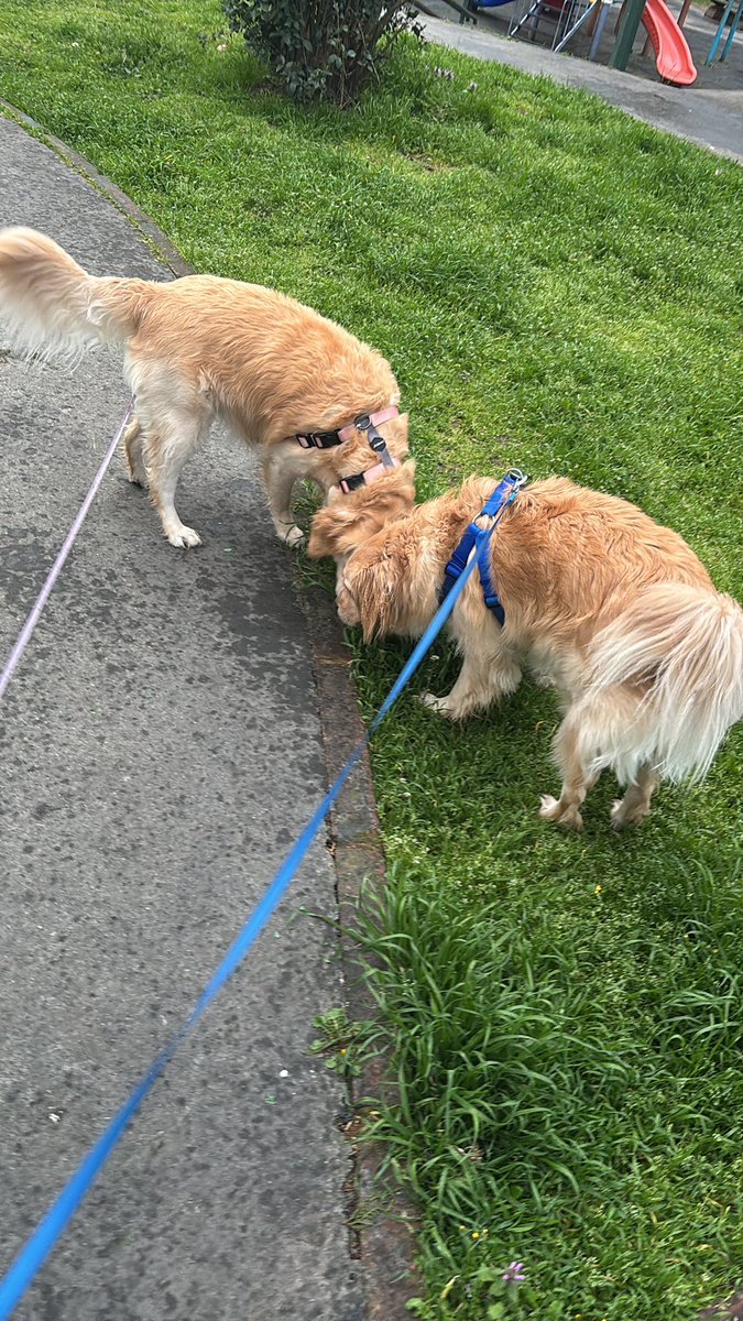 Boris Cansin tweet media