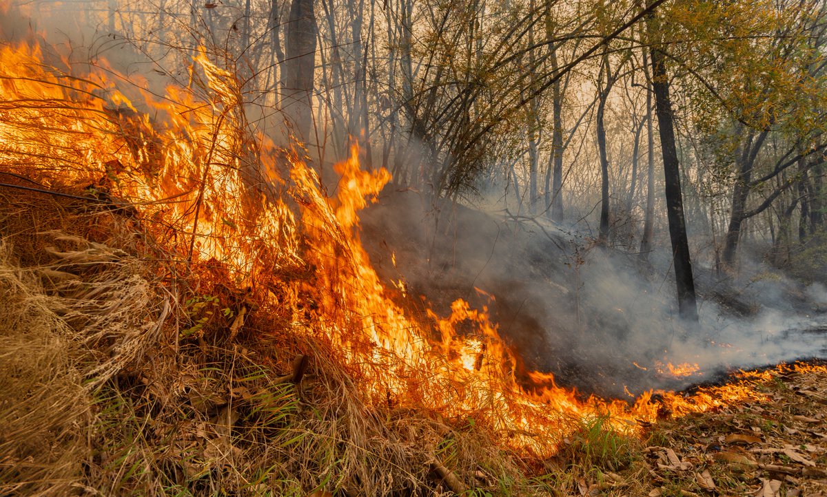 OODMag's tweet image. The province says it’s ready for wildfire season, having hired 68 more permanent staff with increased compensation for critical staff.
ofah.org/oodonline/news…
@mikeharrisjrpc 
#Hunting #Fishing #Outdoors #Ontario #Spring #Wildfires #WildfireSeason #FireSmart