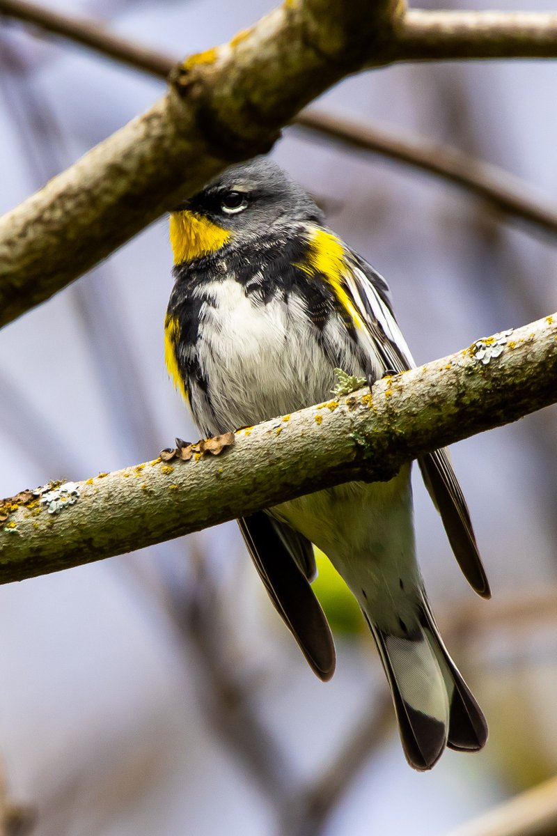 JoeGrins's tweet photo. Springtime at Blue Lake! Photo Blog 3.31.26
https://t.co/3FCH8nkYTD
#squirrels #naturephotography #macrophotography #birdphotography #turtles #canonusa #photography #naturephotos #wildlife #wildlifephotography #PNW #nature #naturelover #photoblog #birds #animals #canoncameras https://t.co/Bir8VWJdlI