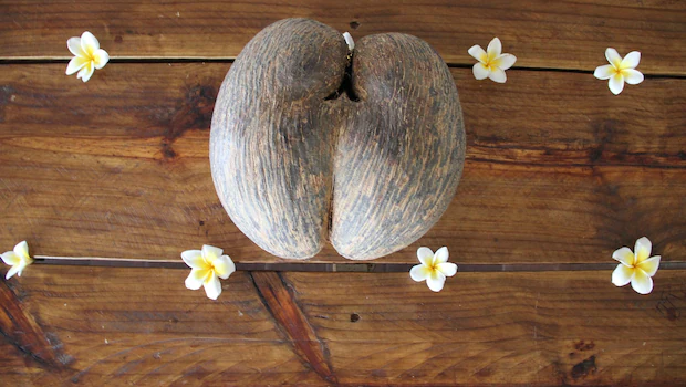 NDTVFood's tweet image. The World's Longest-Growing Fruit Comes From A Remote Island
food.ndtv.com/food-drinks/th…
#CocodeMer #seychelles #fruit