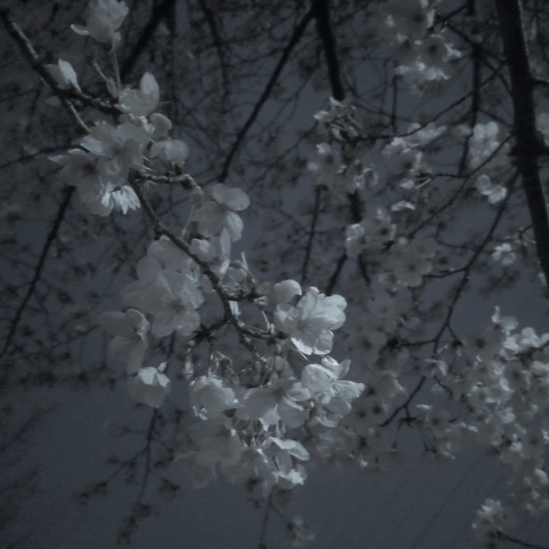 砂 糖 ᤊ լਕ゛ιϯ tweet media