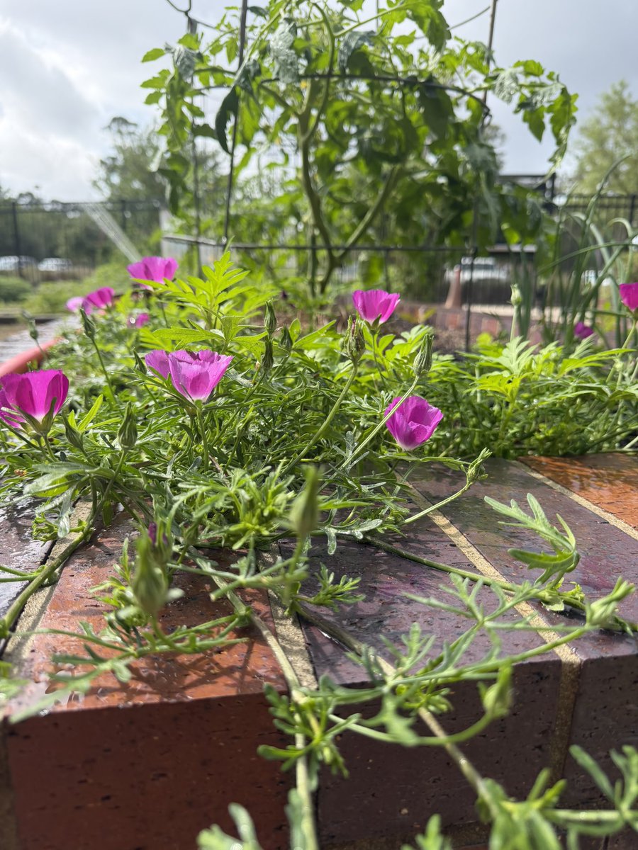 Celise Hamann tweet media