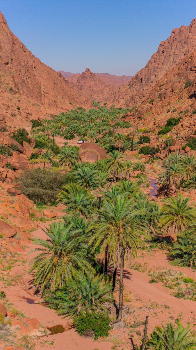 أمانة منطقة حائل tweet media