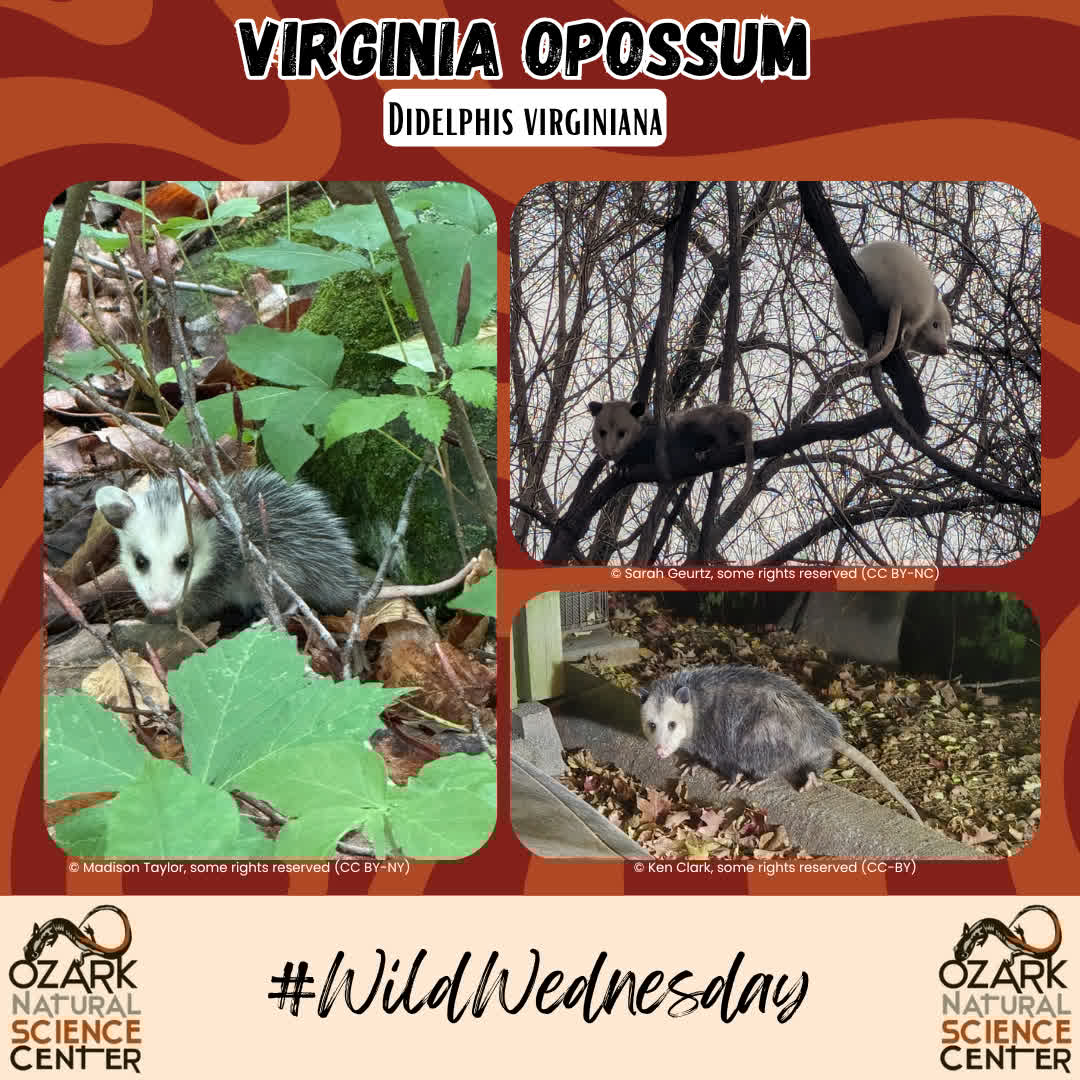 ozarknatsci's tweet image. 🐾✨ #WildWednesday ✨🐾
Meet the Virginia Opossum (Didelphis virginiana) — North America's only marsupial and an all-around ecosystem MVP! Don't let their spooky reputation fool you… opossums are harmless, adaptable, and incredibly helpful 👇

🌳 Built to Climb
...!