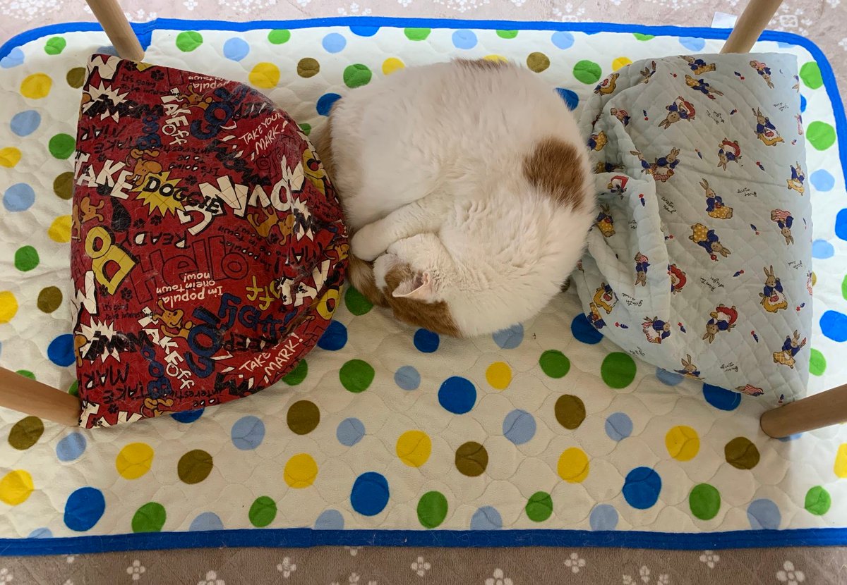 猫じゃらし tweet media