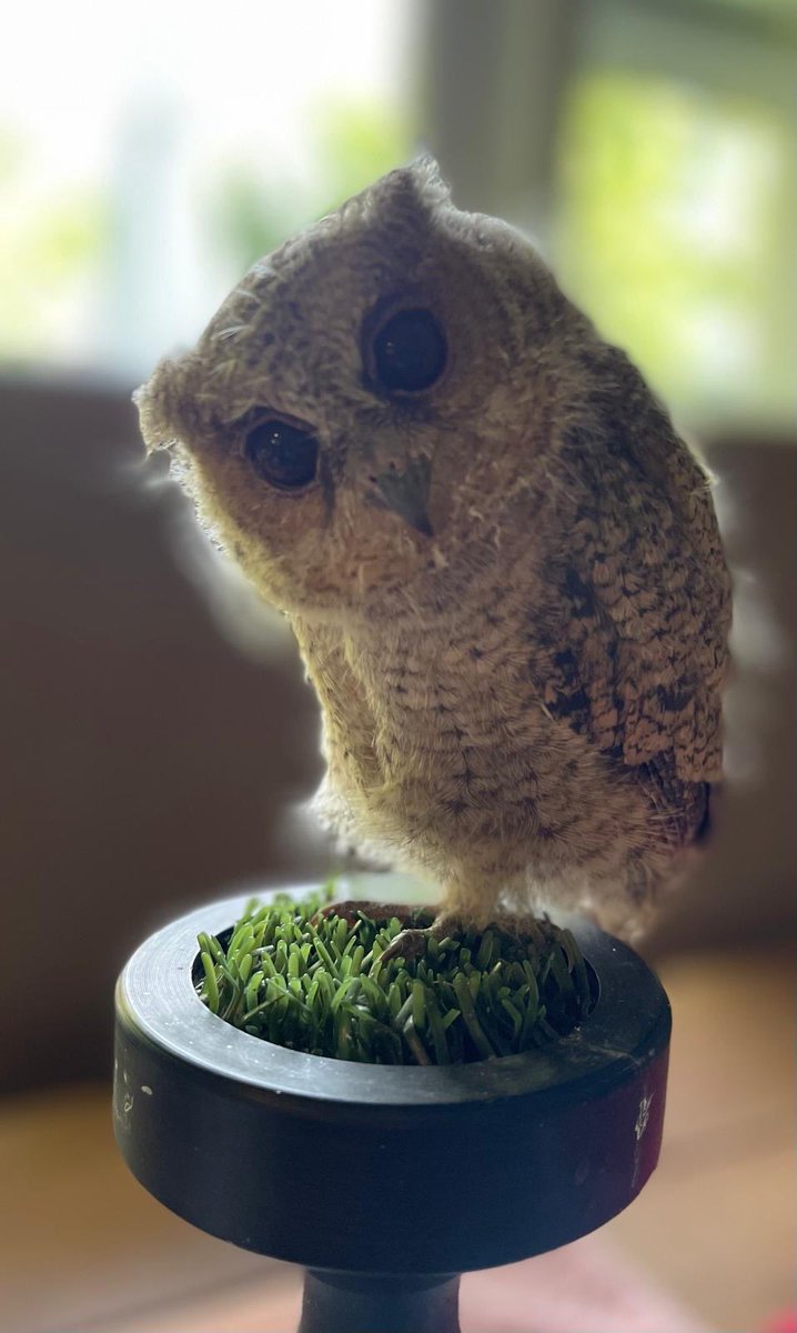 Alexander's Journey tweet media