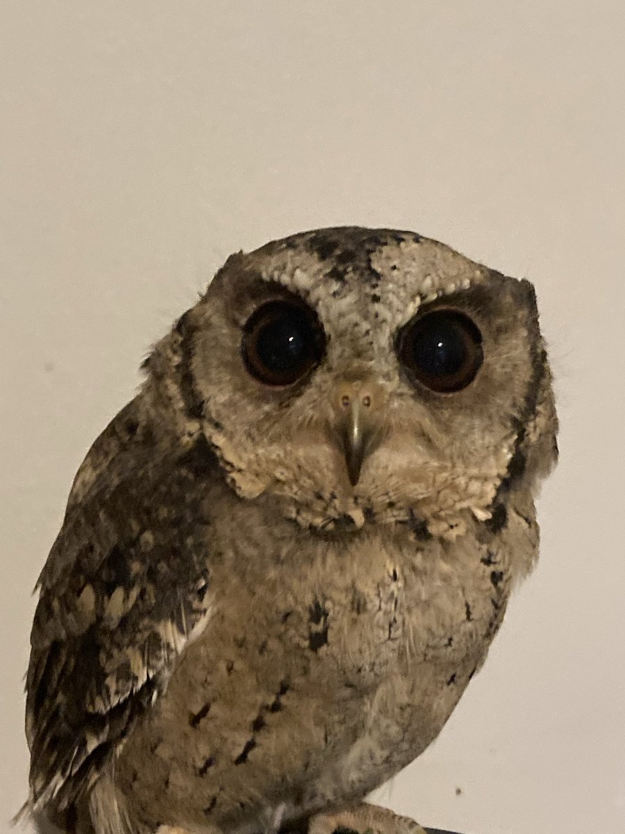 Alexander's Journey tweet media