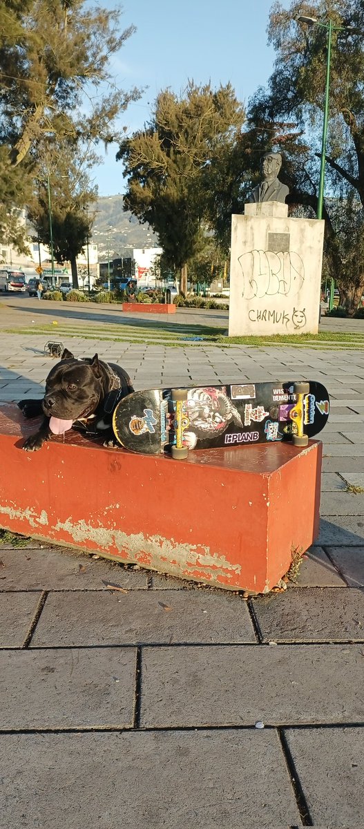 PunkWhisky's tweet image. Bruno Sk8
#amby 
#americanbully 
#americanbullyofficial 
#americanbullylover