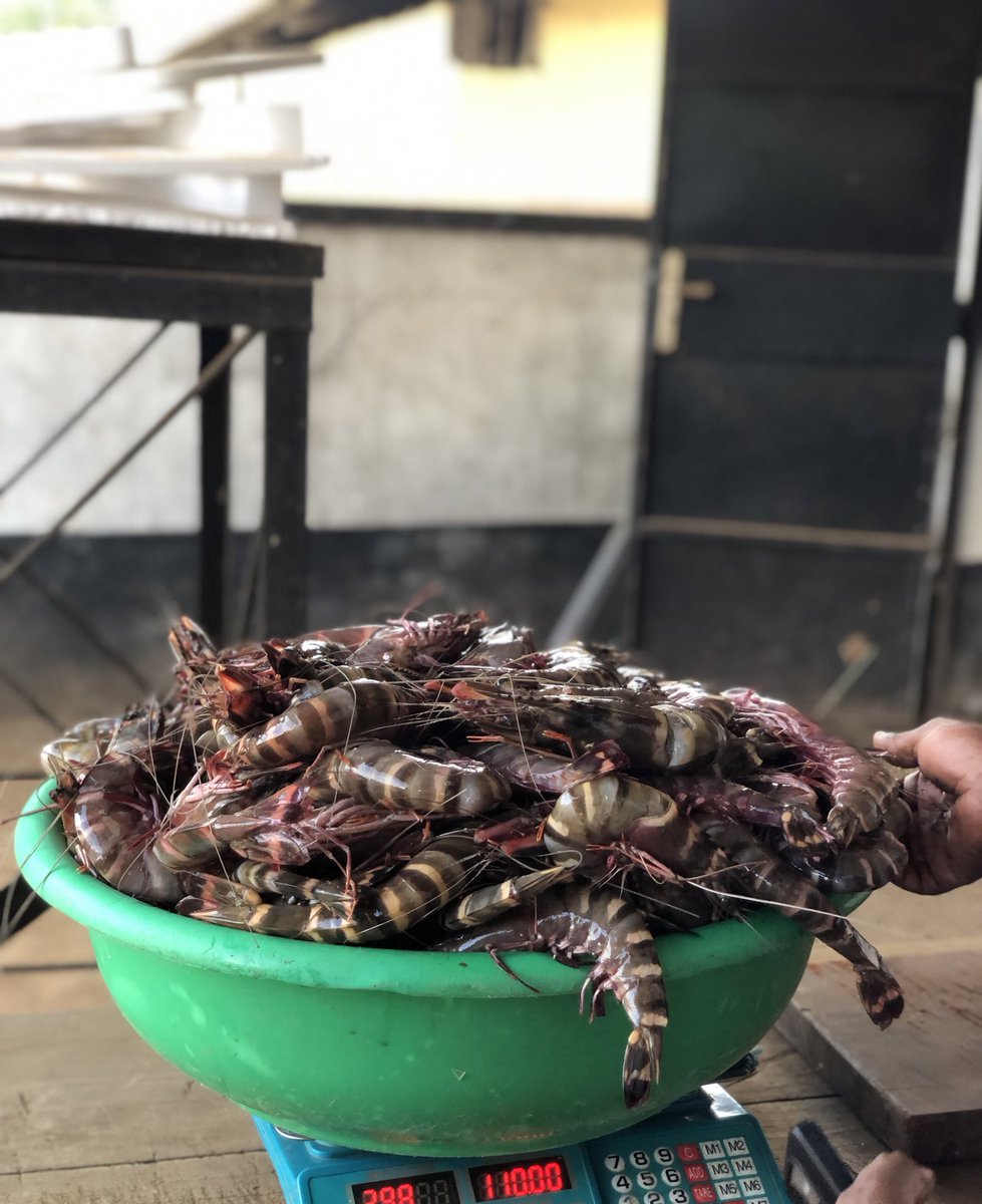 nodognodey tweet media