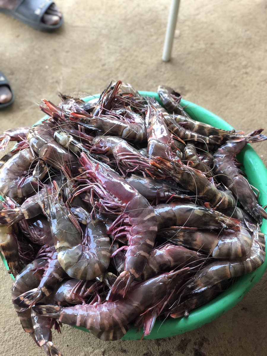 nodognodey tweet media