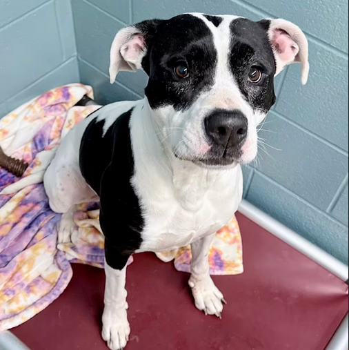 Oldies AM 1600/FM 93.3 tweet media