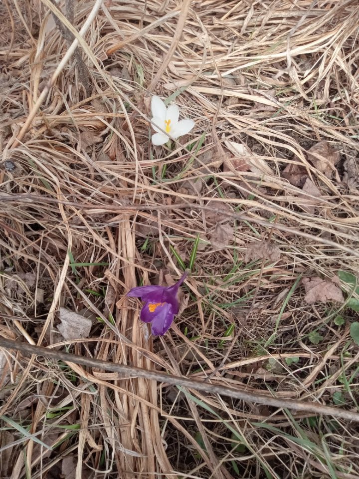 Anything Goes tweet media