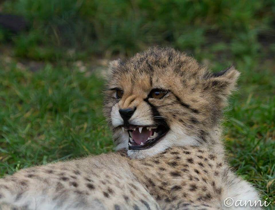 ︎ ︎ ︎ ︎ ⨍ɪᴇʀᴄᴇ & 𝖜𝐢𝐥𝐝。 tweet media