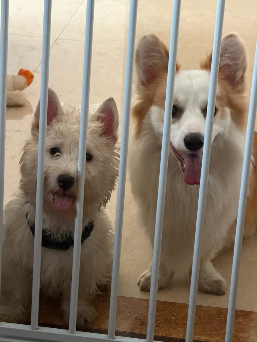 别惹我 tweet media