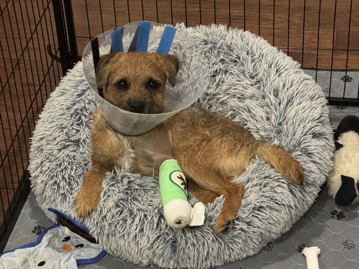 Ollie! (Filling the pawsteps of Pip🌈) tweet media