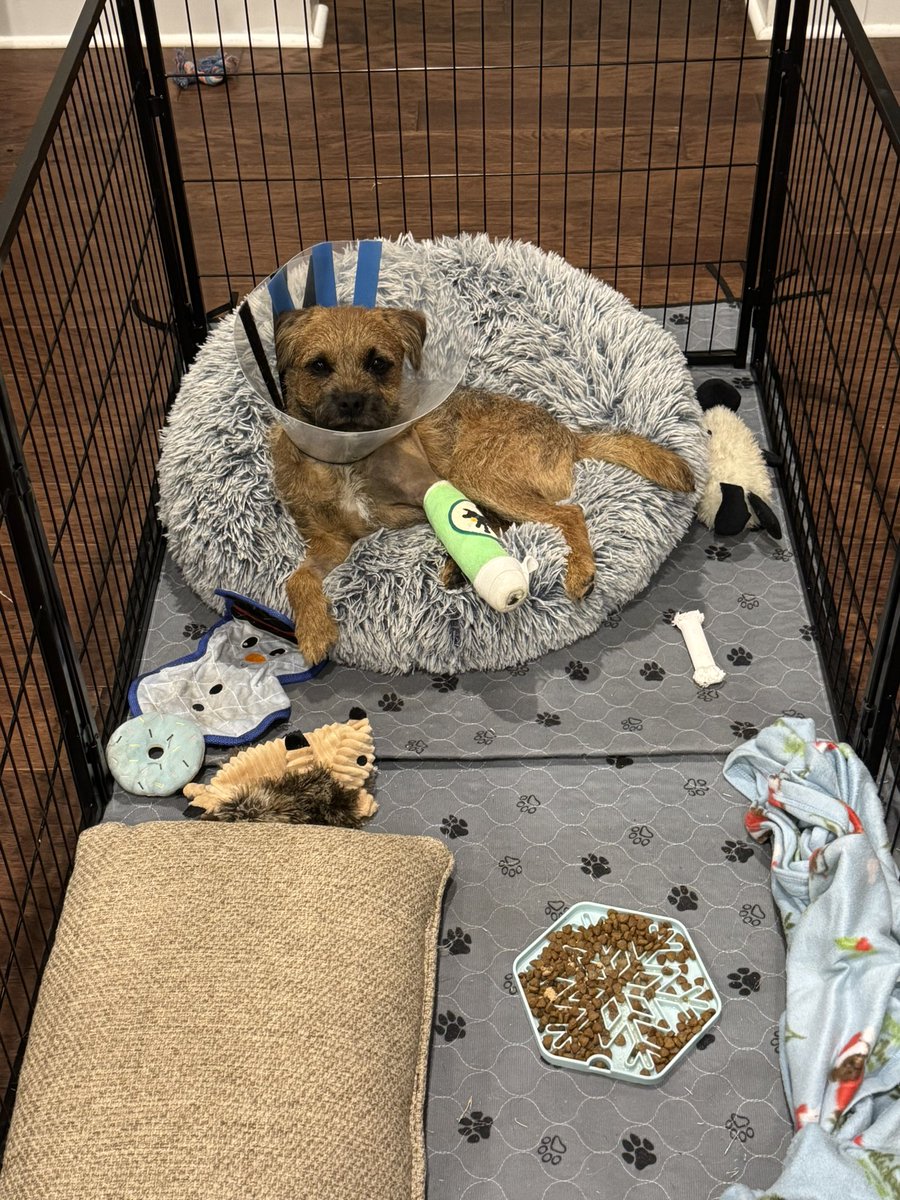 Ollie! (Filling the pawsteps of Pip🌈) tweet media