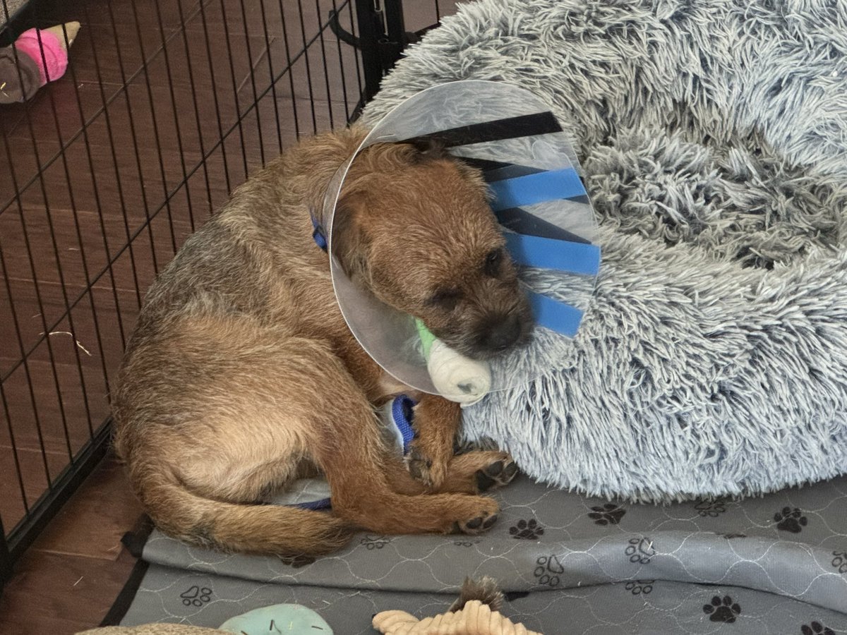 Ollie! (Filling the pawsteps of Pip🌈) tweet media