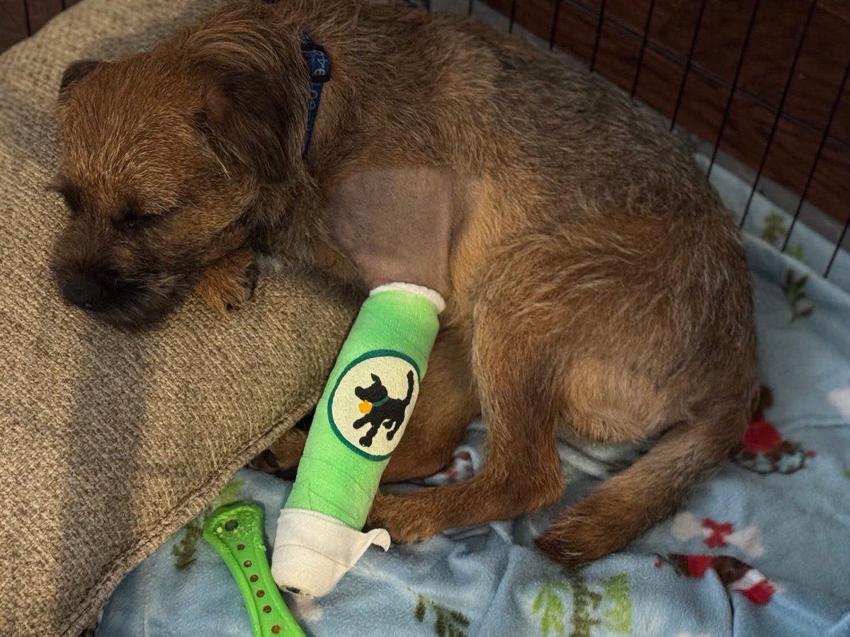 Ollie! (Filling the pawsteps of Pip🌈) tweet media