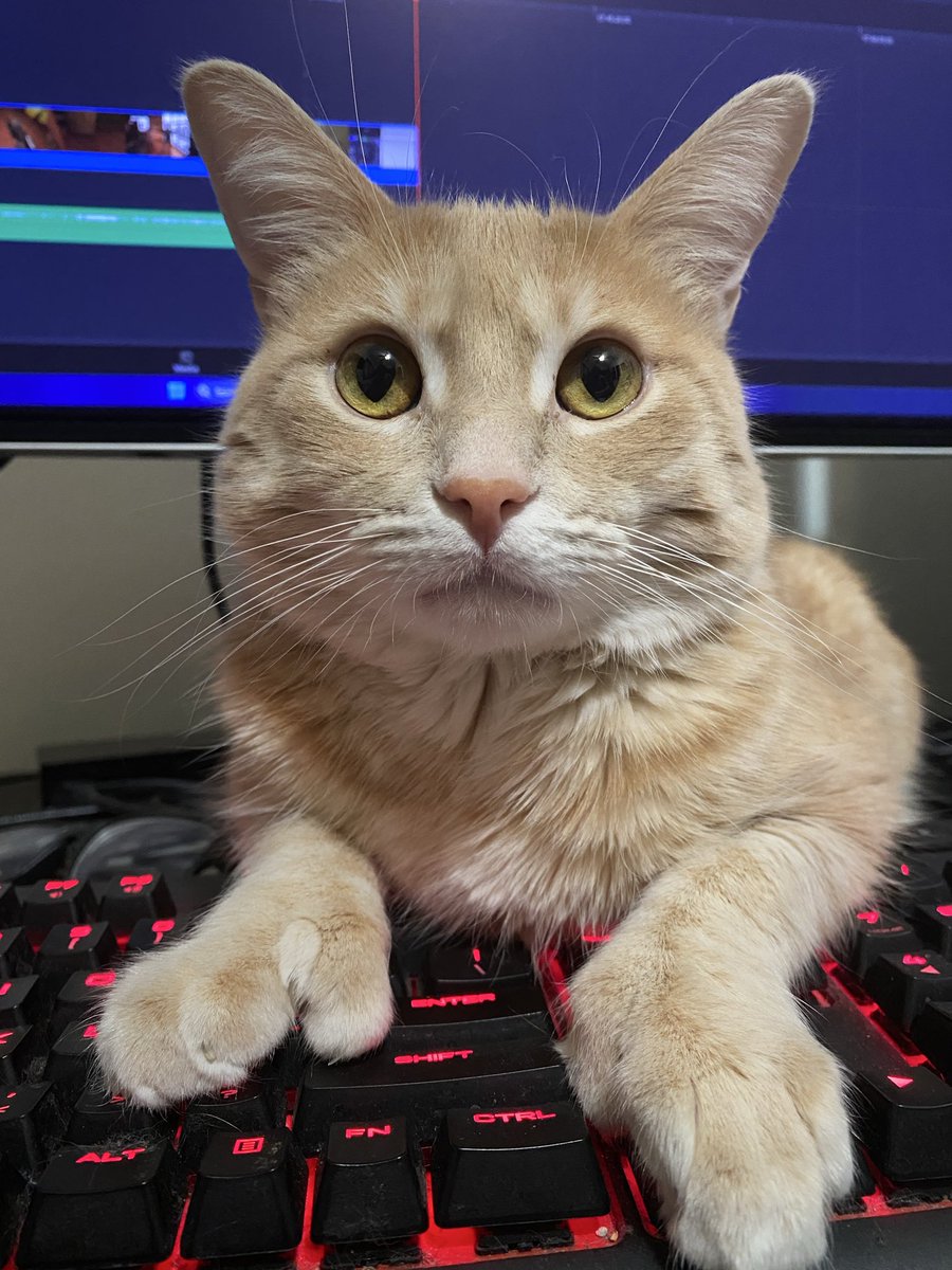 Loaf Lord tweet media